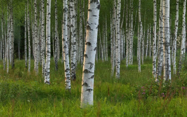 HD desktop wallpaper showcasing a serene birch forest in Sweden, with tall white-barked trees standing amid lush green grass and natural woodland undergrowth.