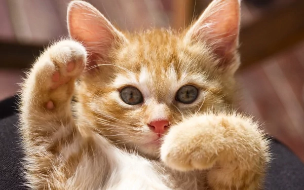 A cute orange and white kitten playfully raising its paws, capturing an adorable moment. This HD image makes a charming desktop wallpaper and background.