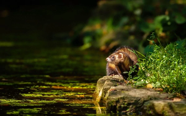 Animal ferret HD Desktop Wallpaper | Background Image