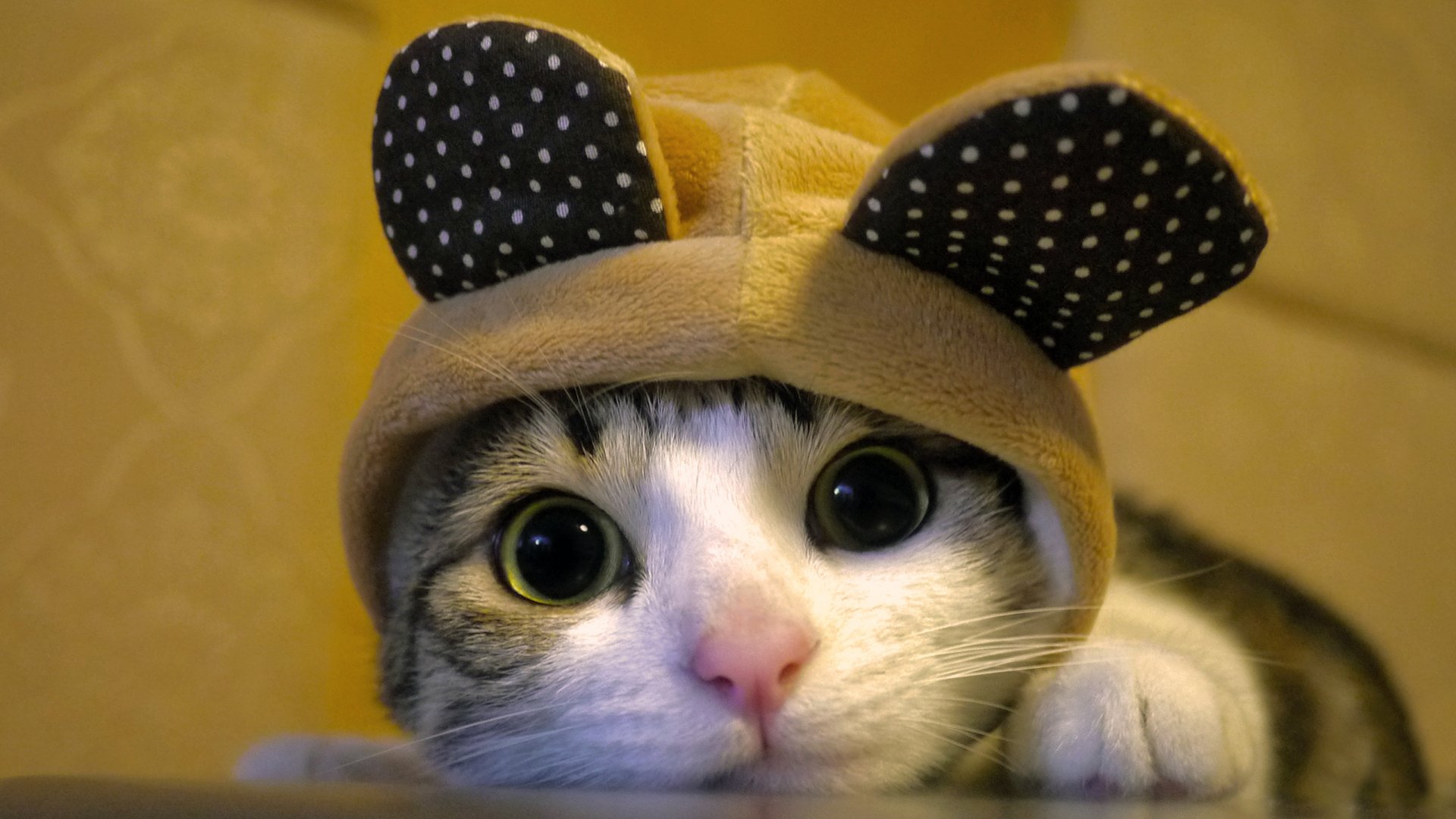 A close-up of a cat wearing a cute hat with ears, set against a warm background. This HD image makes an adorable desktop wallpaper for animal lovers.
