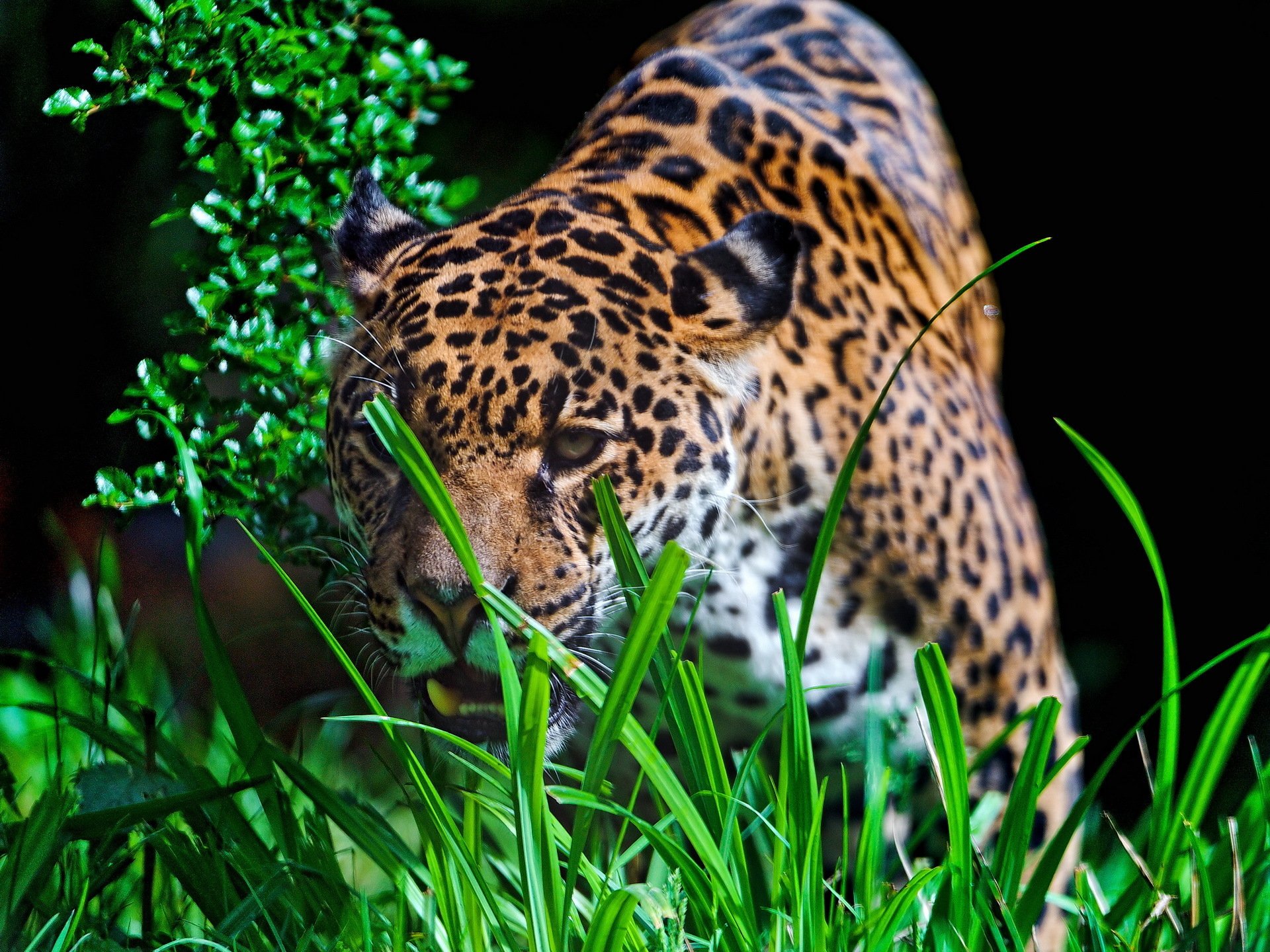 HD desktop wallpaper featuring a close-up of a jaguar moving through lush green foliage, showcasing its distinct spotted fur and intense gaze.