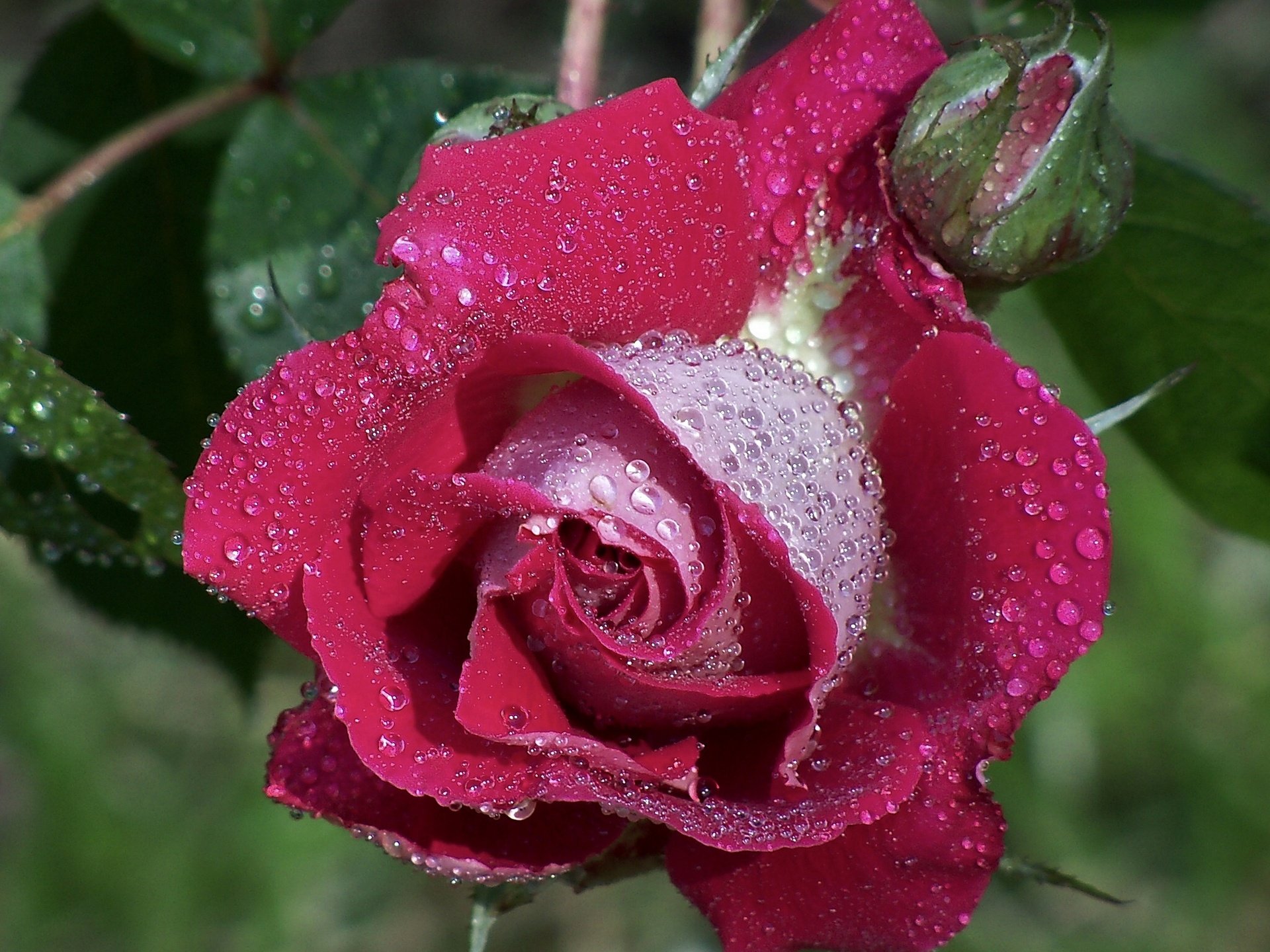 A close-up of a vibrant rose covered in water droplets, showcasing the beauty of nature. This high-definition image serves as a captivating desktop wallpaper.