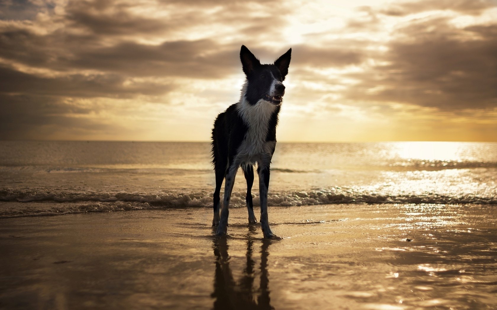 A border collie stands on a beach at sunset, with gentle waves lapping at its paws and a stunning sky casting warm hues. This HD desktop wallpaper captures a serene moment by the sea.