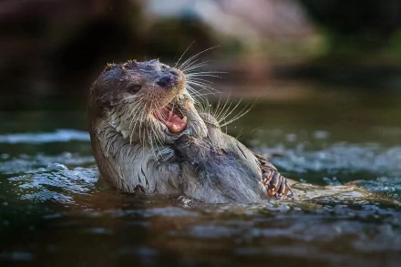 Animal otter HD Desktop Wallpaper | Background Image