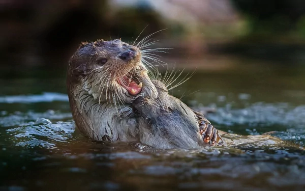 Animal otter HD Desktop Wallpaper | Background Image