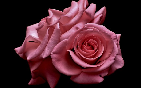 Earth Rose Flowers Flower HD Wallpaper | Background Image