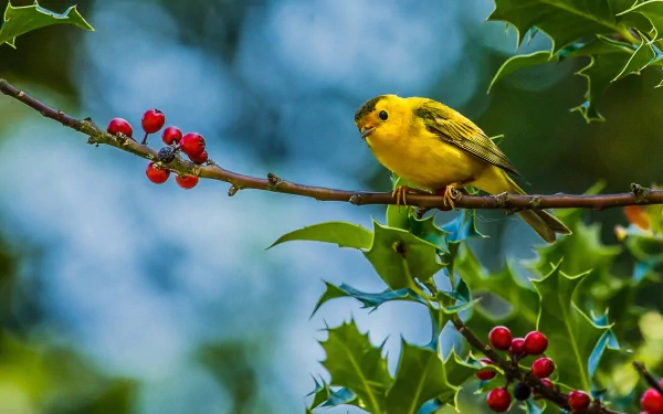 A vibrant yellow warbler perched on a branch adorned with red berries, surrounded by lush green leaves and a soft blue background, creating a stunning HD desktop wallpaper.