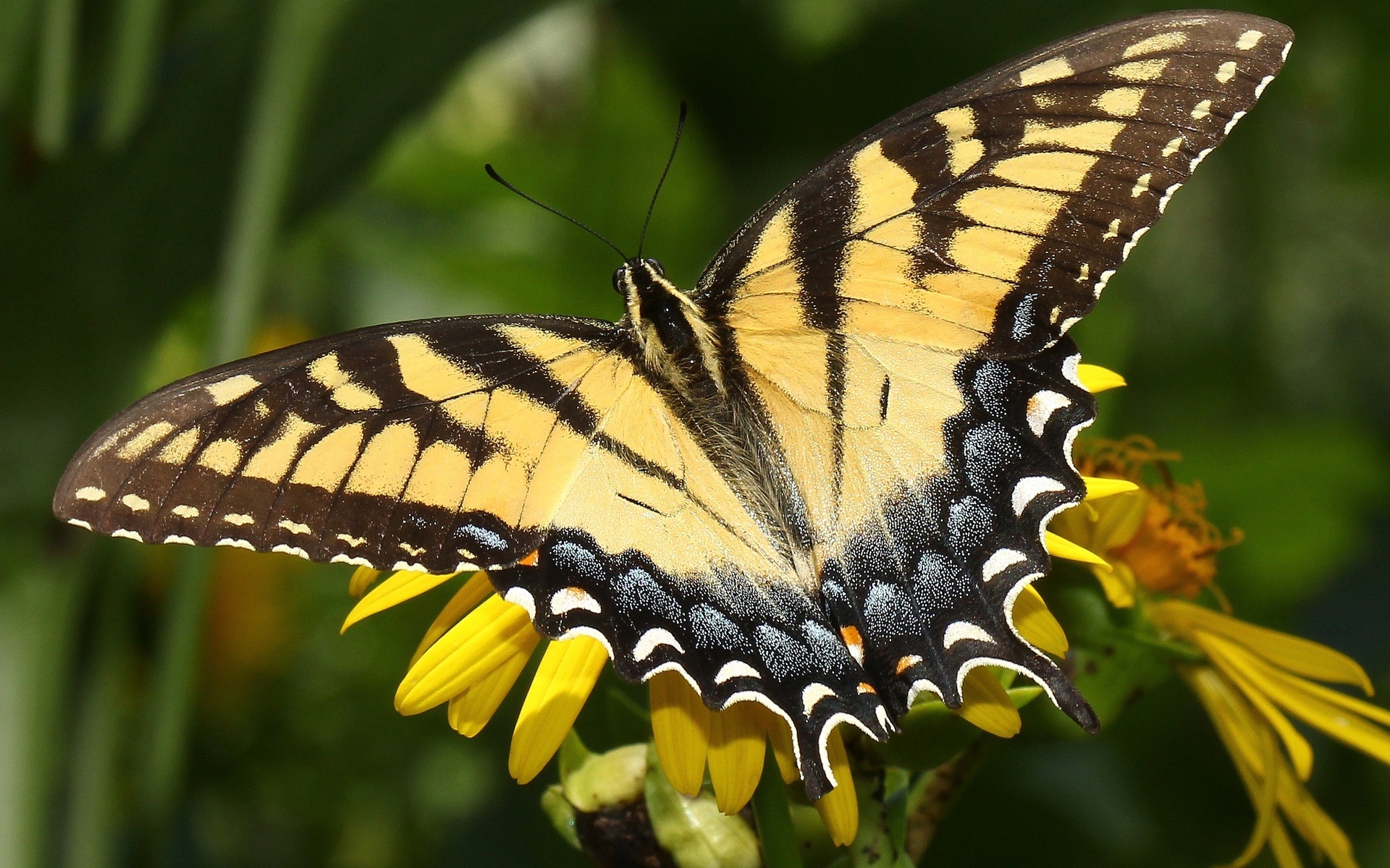 Download Animal Butterfly HD Wallpaper