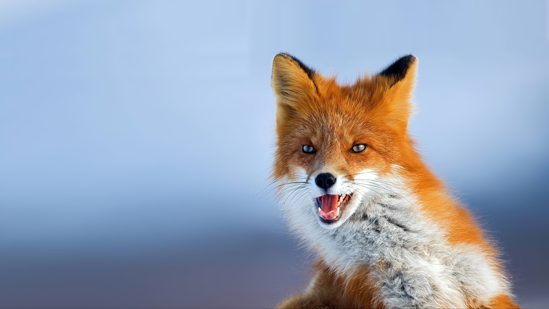 Fox Full HD Wallpaper and Background Image | 1920x1080 | ID:330906