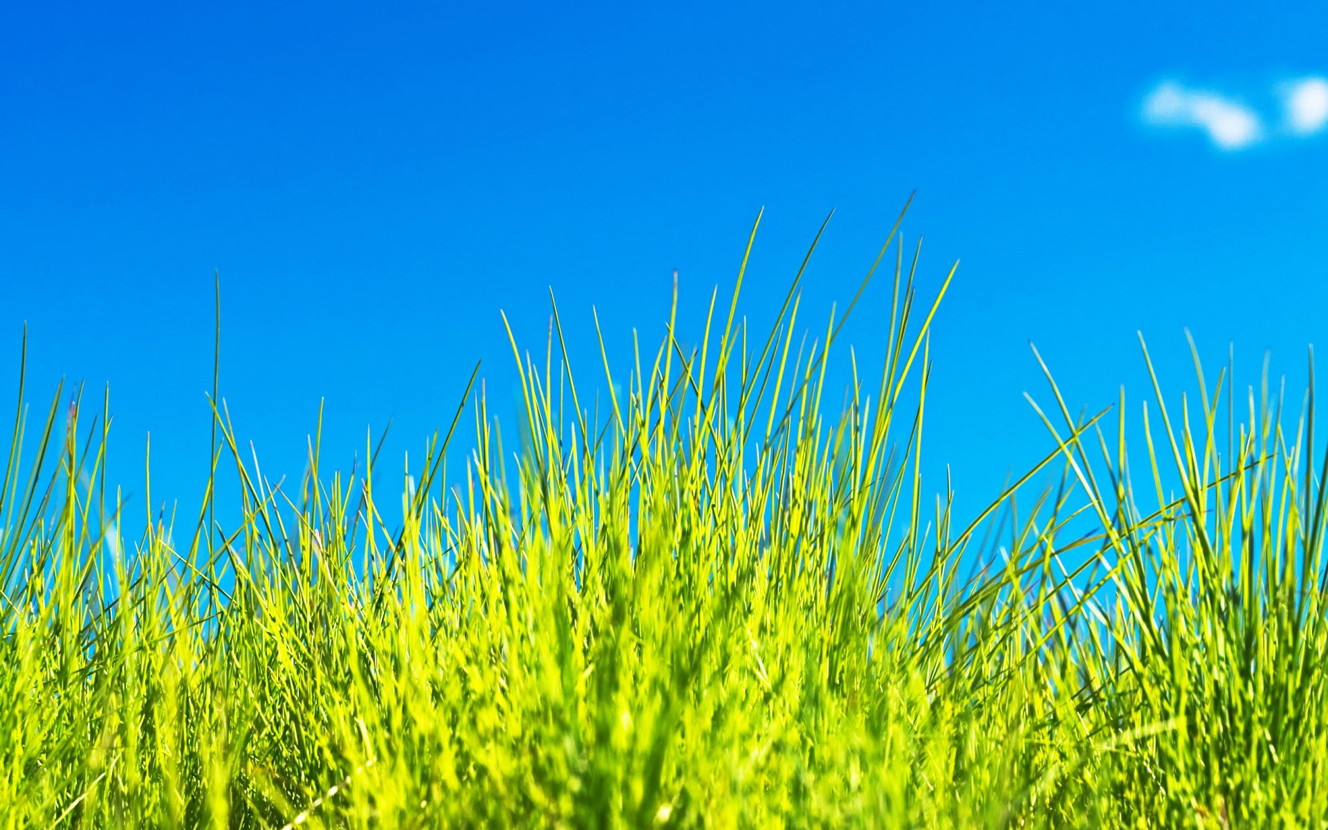 Download Nature Grass HD Wallpaper
