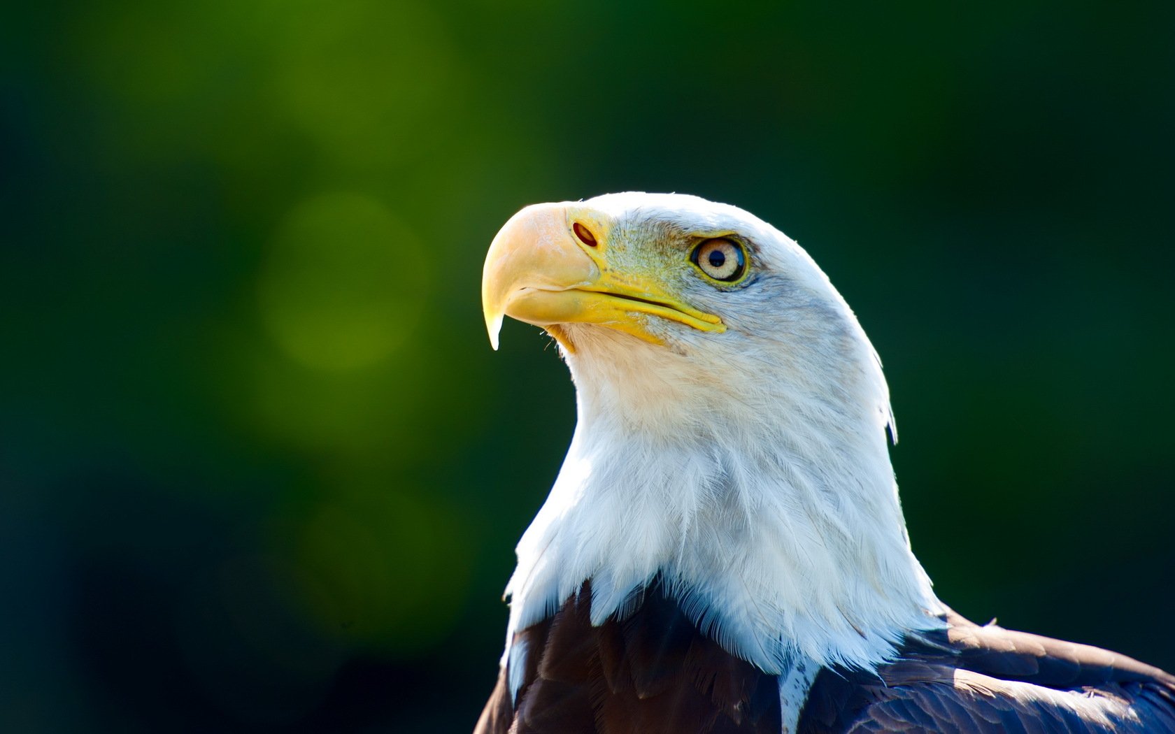 A majestic bald eagle captured in stunning detail, showcasing its striking features against a softly blurred green background. A captivating HD wallpaper for any desktop.
