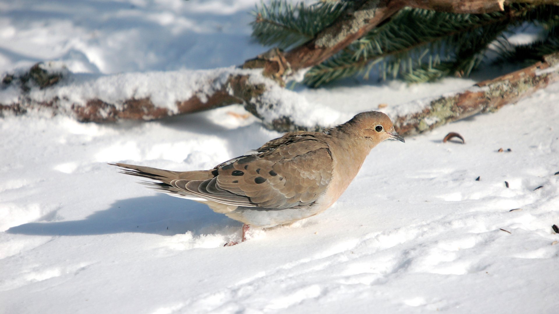 A dove stands on the snow, surrounded by winter scenery and pine branches, creating a tranquil and serene atmosphere for a HD PC desktop wallpaper background.