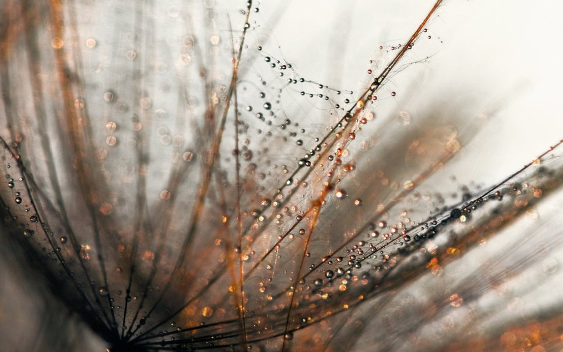 Download Nature Water Drop HD Wallpaper