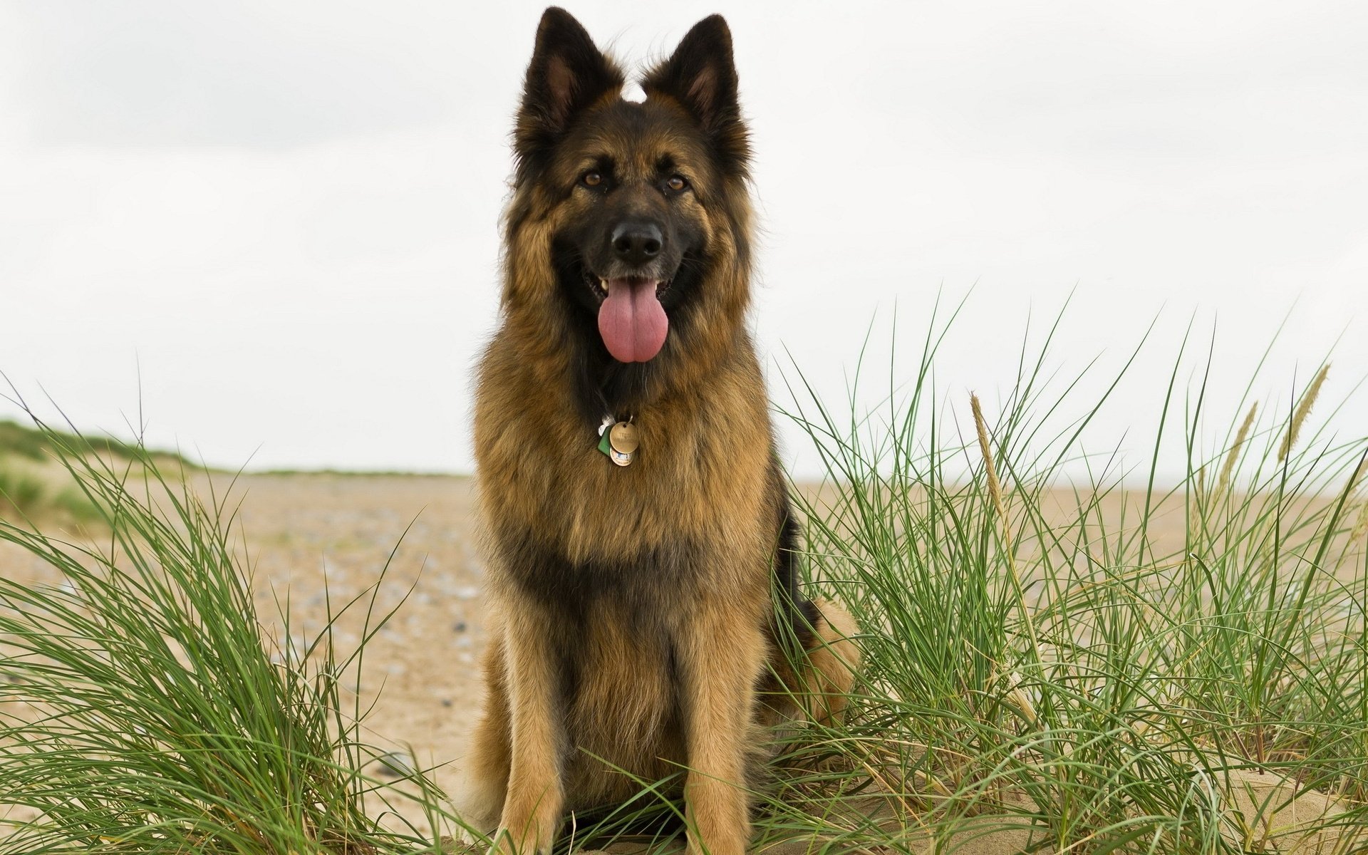 A German Shepherd sits among tall grass on a beach, showcasing its beautiful coat and happy expression. This HD image serves as a vibrant desktop wallpaper.
