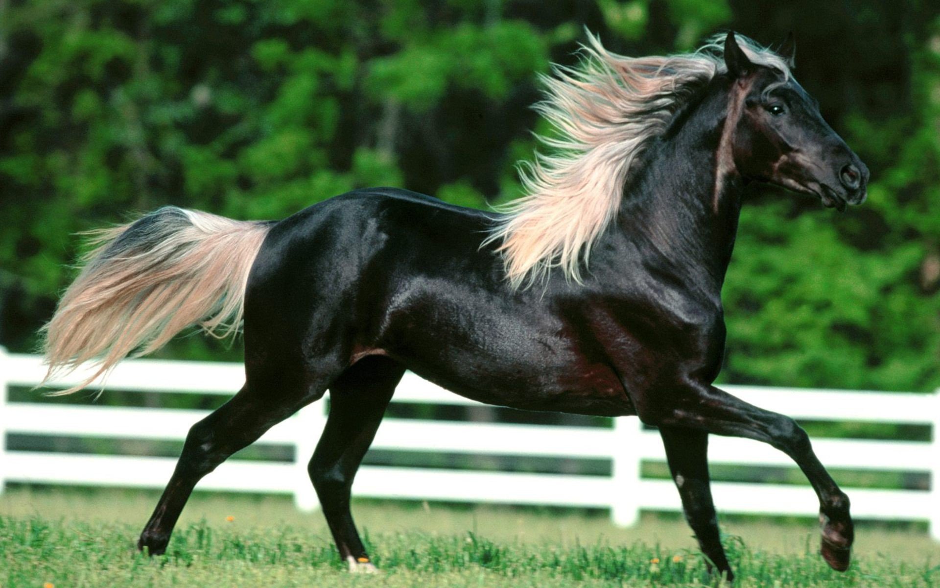 HD desktop wallpaper and background featuring a majestic black horse with a flowing mane running freely in a green field, with a white fence and lush trees in the background.