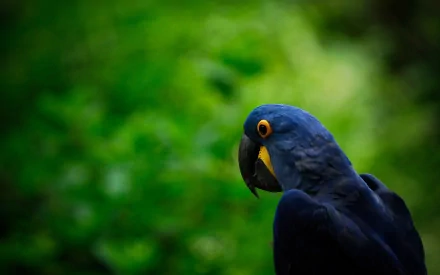 A vibrant hyacinth macaw with striking blue feathers and an orange eye, set against a lush green background, makes for an eye-catching HD desktop wallpaper.