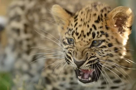 HD PC desktop wallpaper of an Amur leopard cub snarling, muzzle wrinkled and whiskers splayed — a close-up of the spotted animal.