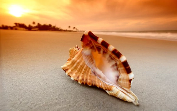 A close-up of a seashell resting on the sandy beach at sunset, with soft waves and palm trees in the background, creating a serene nature scene. HD wallpaper for a picturesque backdrop.