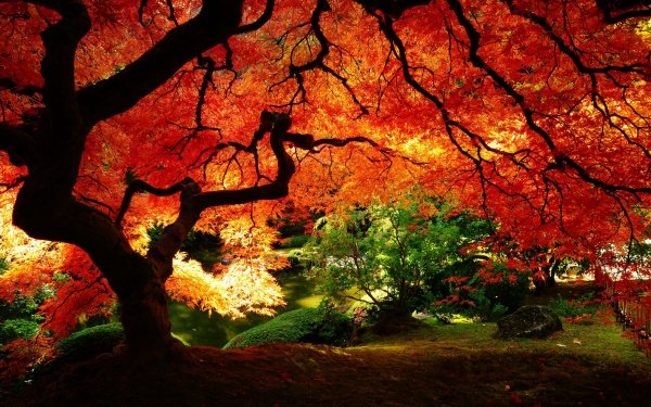 Earth Tree Trees Plant Fall Nature Garden Park HD Wallpaper | Background Image