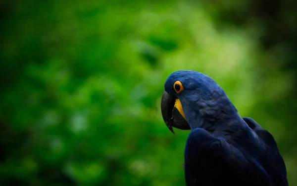 A vibrant hyacinth macaw with striking blue feathers and an orange eye, set against a lush green background, makes for an eye-catching HD desktop wallpaper.