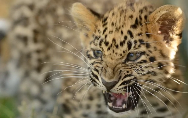 HD PC desktop wallpaper of an Amur leopard cub snarling, muzzle wrinkled and whiskers splayed — a close-up of the spotted animal.
