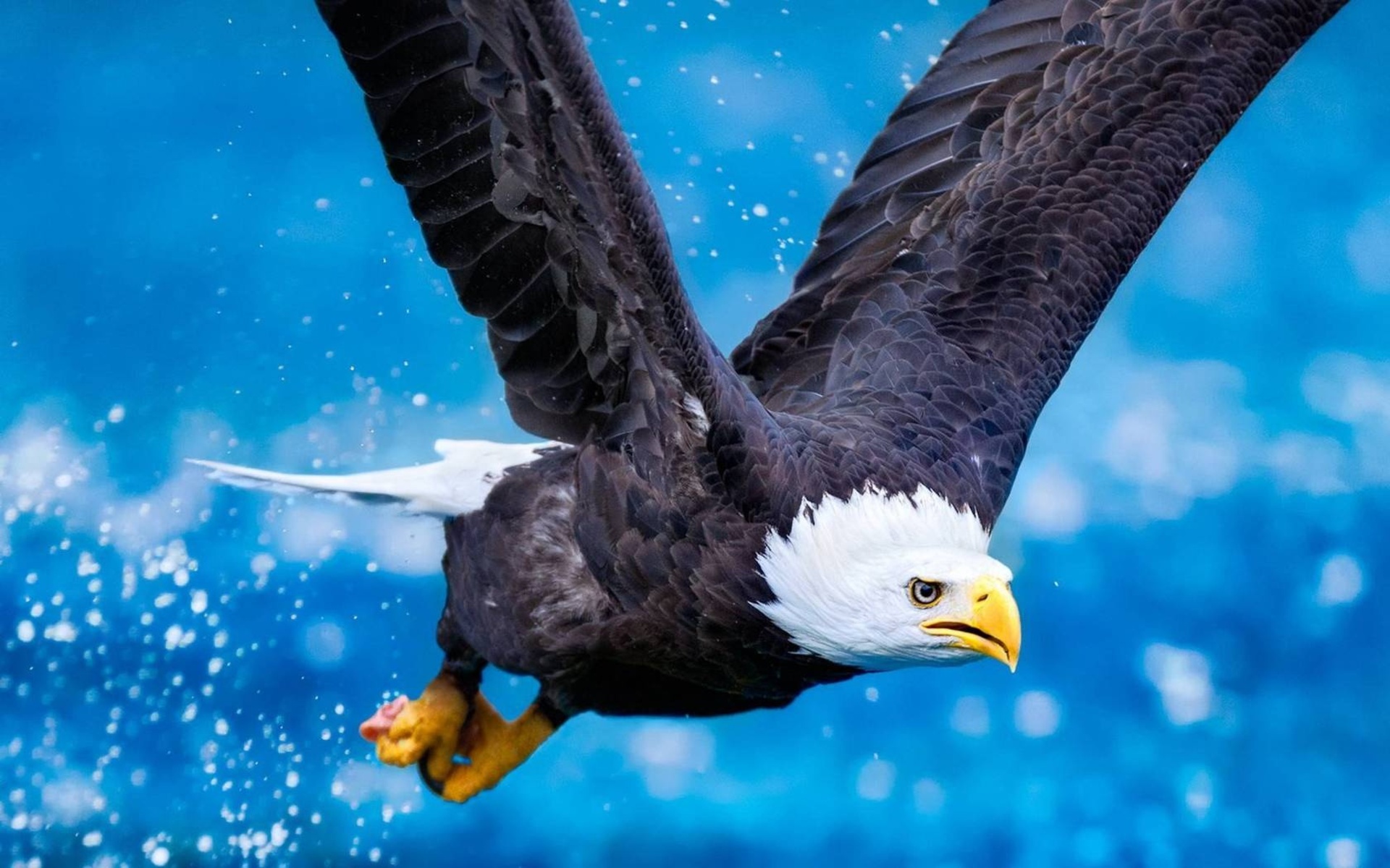 Animal Eagle HD Wallpaper