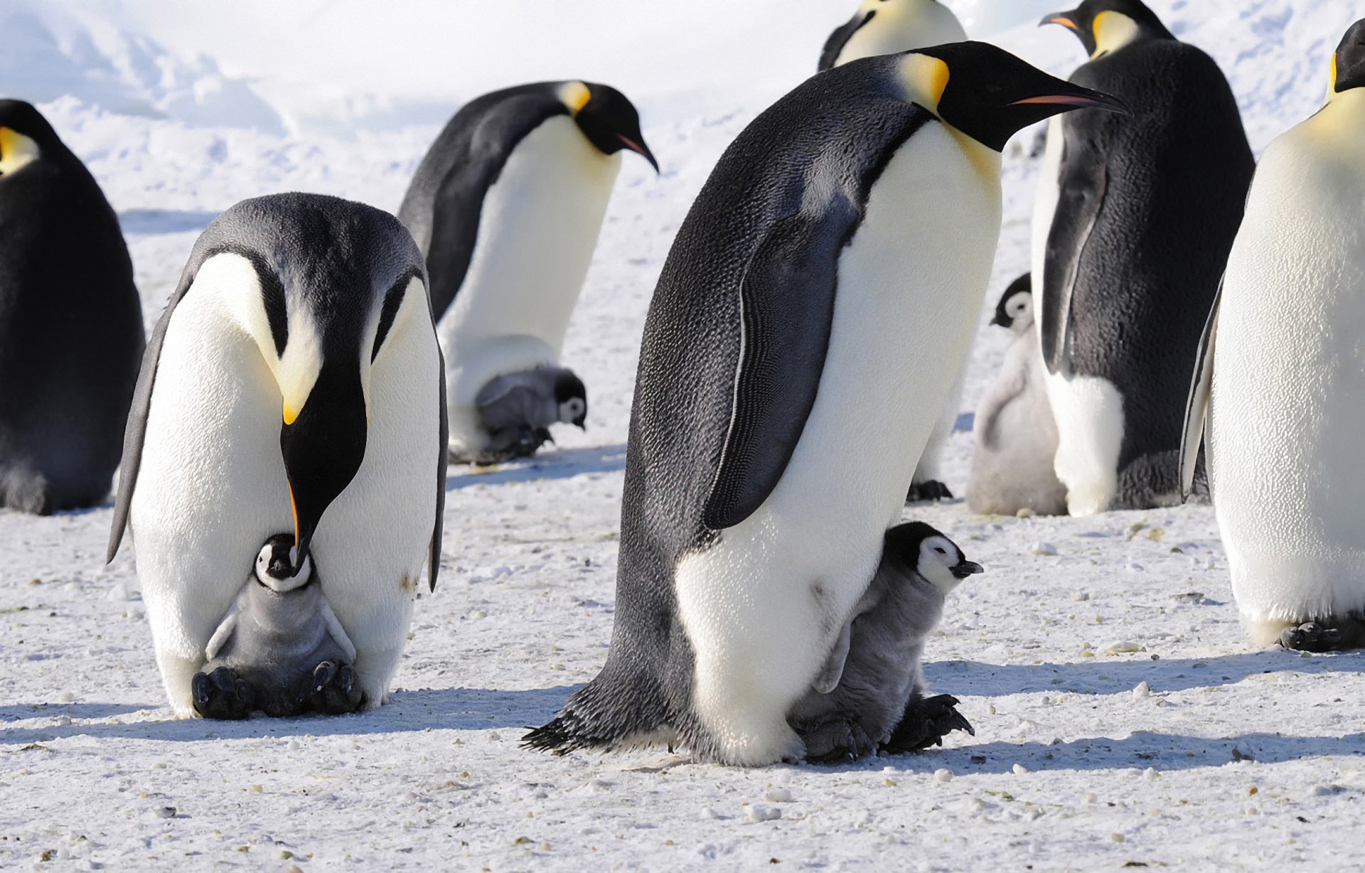 Download Animal Emperor Penguin HD Wallpaper