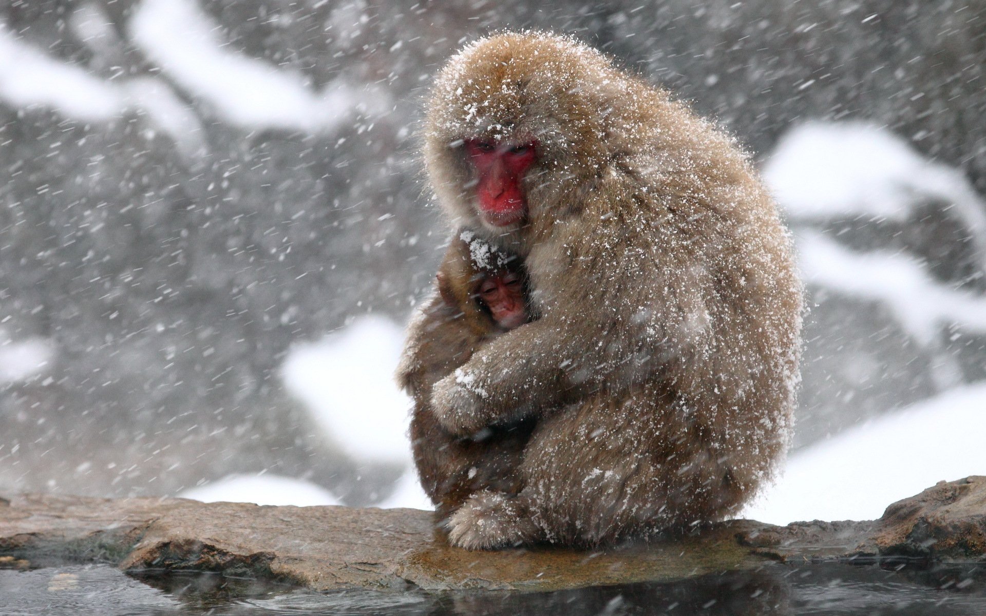 Animal Snow Monkey HD Wallpaper