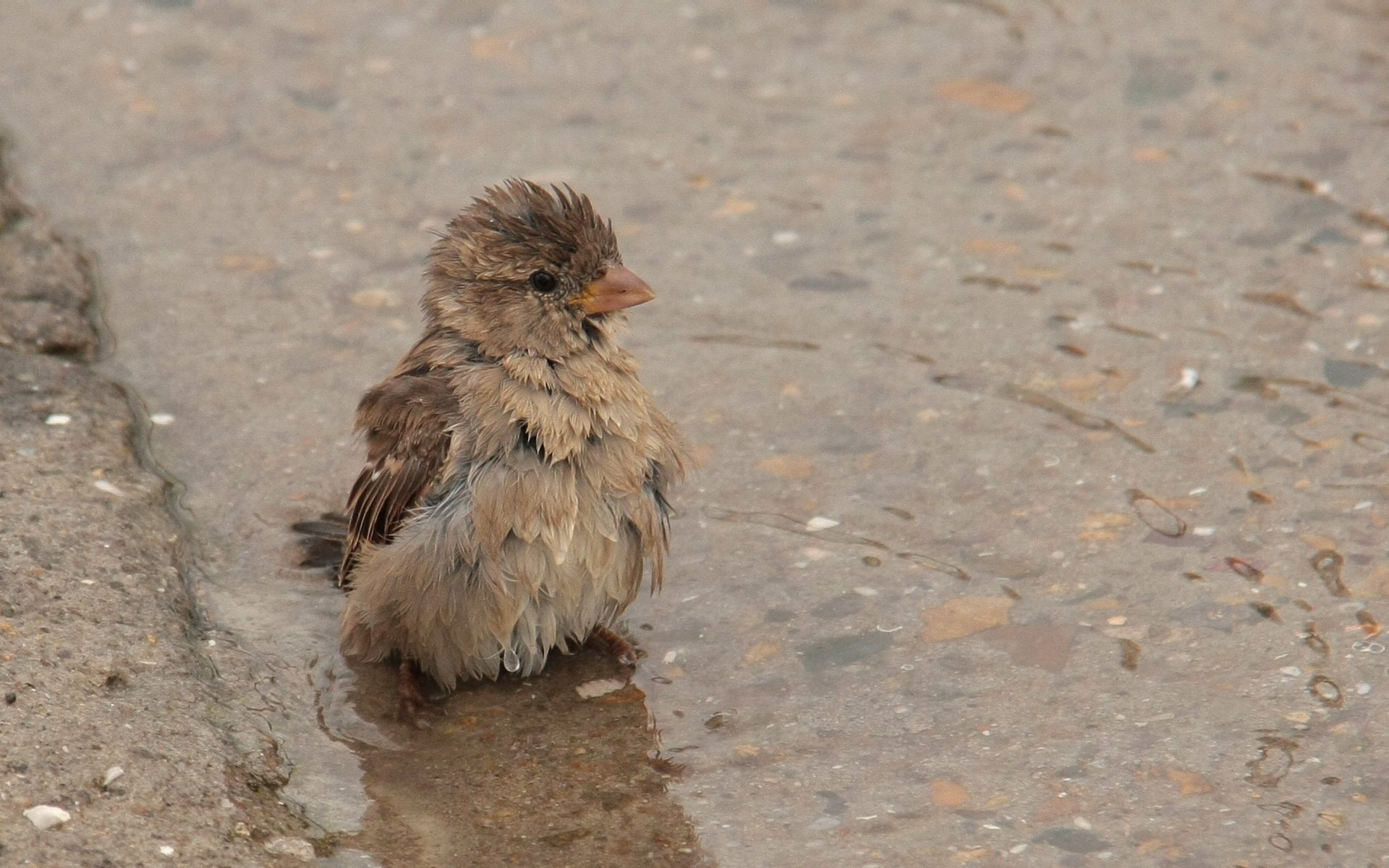 A small bird stands in shallow water on a wet surface, featuring rich textures and natural colors, suitable as an HD PC desktop wallpaper and background.