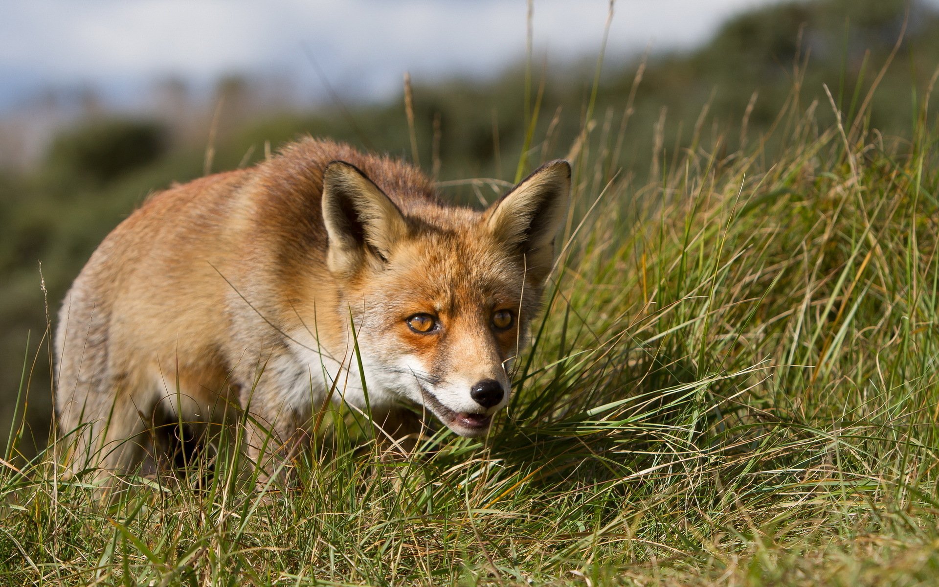 HD PC desktop wallpaper showing a close-up of a fox walking through tall grass in a natural outdoor setting.