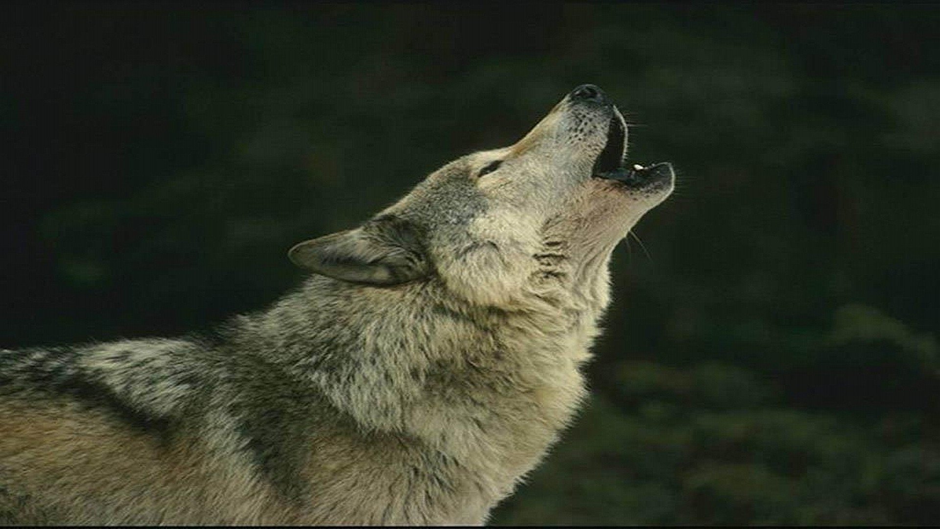 Wolf Full HD Wallpaper and Background Image | 1920x1080 | ID:331729