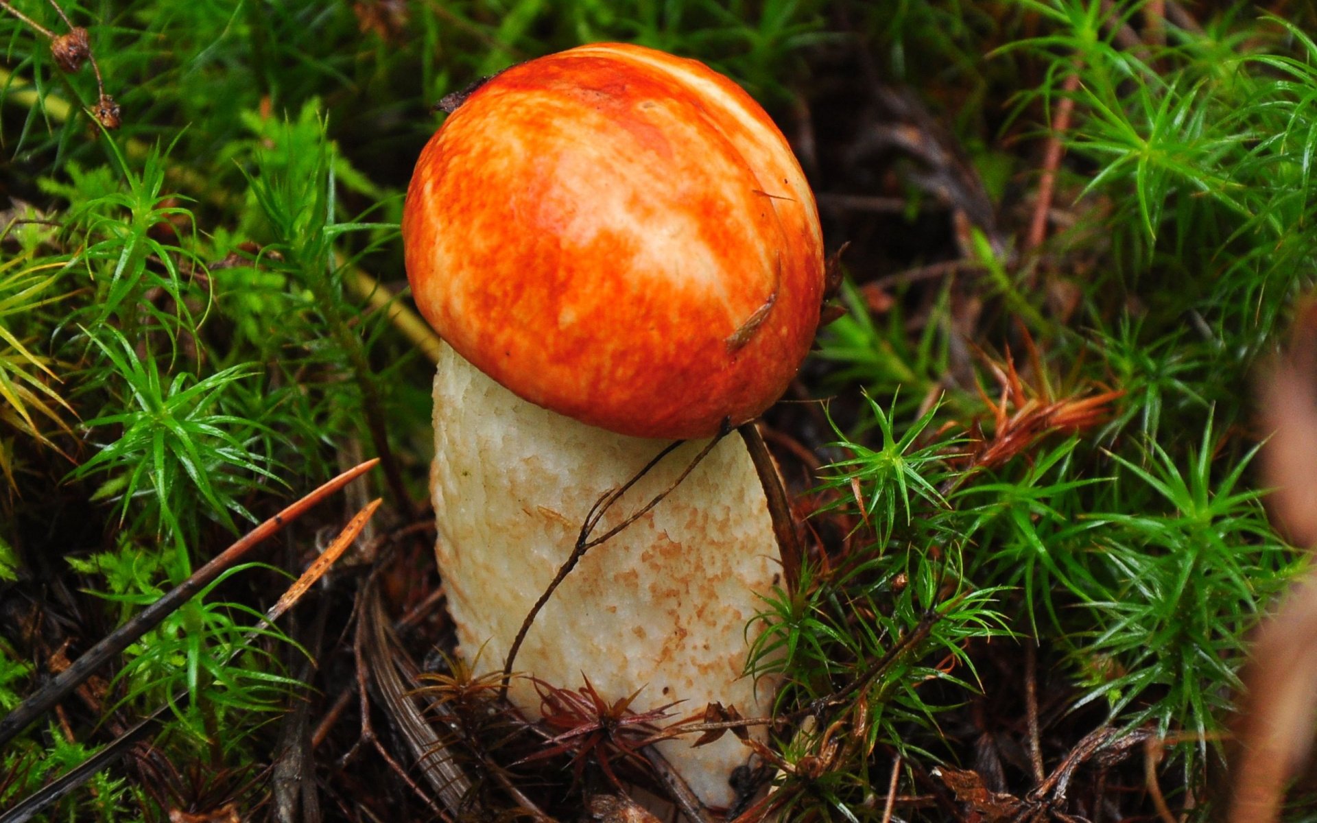 Vibrant Forest Mushroom HD Wallpaper – Nature’s Hidden Gem | 1920x1200 ...