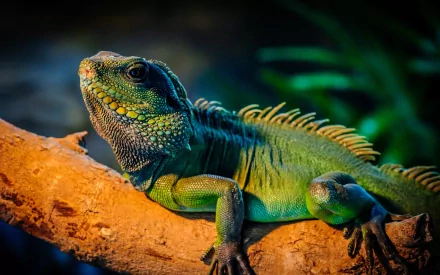 A vibrant iguana lounges on a branch, showcasing its intricate scales and lush green body, set against a softly blurred background for a striking HD desktop wallpaper.