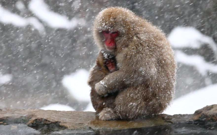 Animal Japanese macaque snow monkey HD Desktop Wallpaper | Background Image