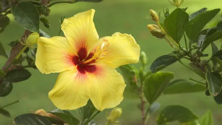 HD PC desktop wallpaper featuring a vibrant yellow hibiscus flower surrounded by lush green leaves in a natural setting.