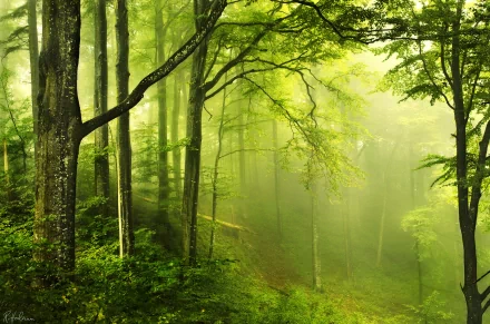 A lush green forest shrouded in fog, capturing the serene beauty of nature. This vibrant HD wallpaper immerses viewers in a tranquil woodland atmosphere.