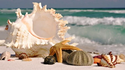 HD desktop wallpaper featuring a collection of seashells and a starfish resting on white sand with ocean waves in the background, showcasing nature's coastal beauty.