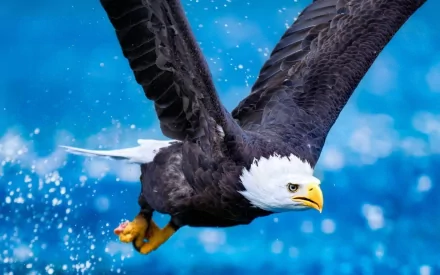 An eagle glides gracefully through the air, its wings outstretched, as it skims above shimmering water. This vibrant image serves as a stunning HD desktop wallpaper and background.