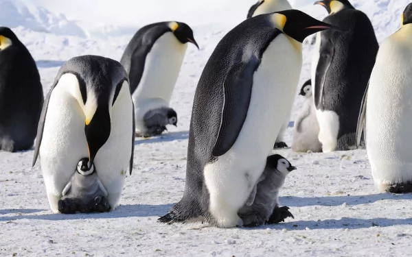 Animal emperor penguin HD Desktop Wallpaper | Background Image