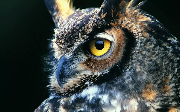 Close-up HD desktop wallpaper of a great horned owl showcasing detailed feathers and striking yellow eyes against a dark background.