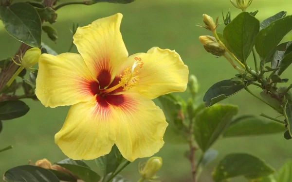 HD PC desktop wallpaper featuring a vibrant yellow hibiscus flower surrounded by lush green leaves in a natural setting.