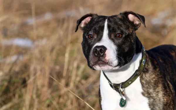  English Staffordshire Bull Terrier