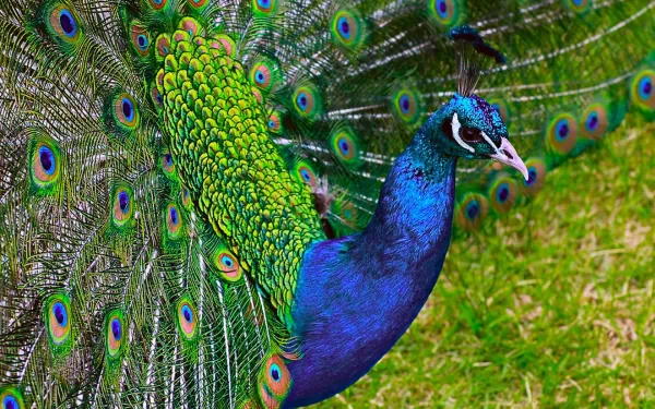 A vibrant peacock displaying its stunning feathers, showcasing a rich blend of blue and green hues. This high-definition image serves as an eye-catching desktop wallpaper and background.