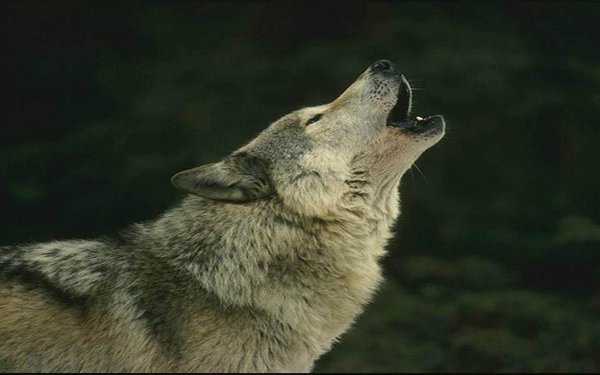 Animales Lobo Howling Fondo de pantalla HD | Fondo de Escritorio