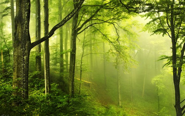 Earth Forest Fog HD Wallpaper | Background Image