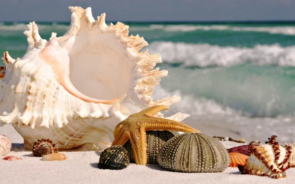 HD desktop wallpaper featuring a collection of seashells and a starfish resting on white sand with ocean waves in the background, showcasing nature's coastal beauty.