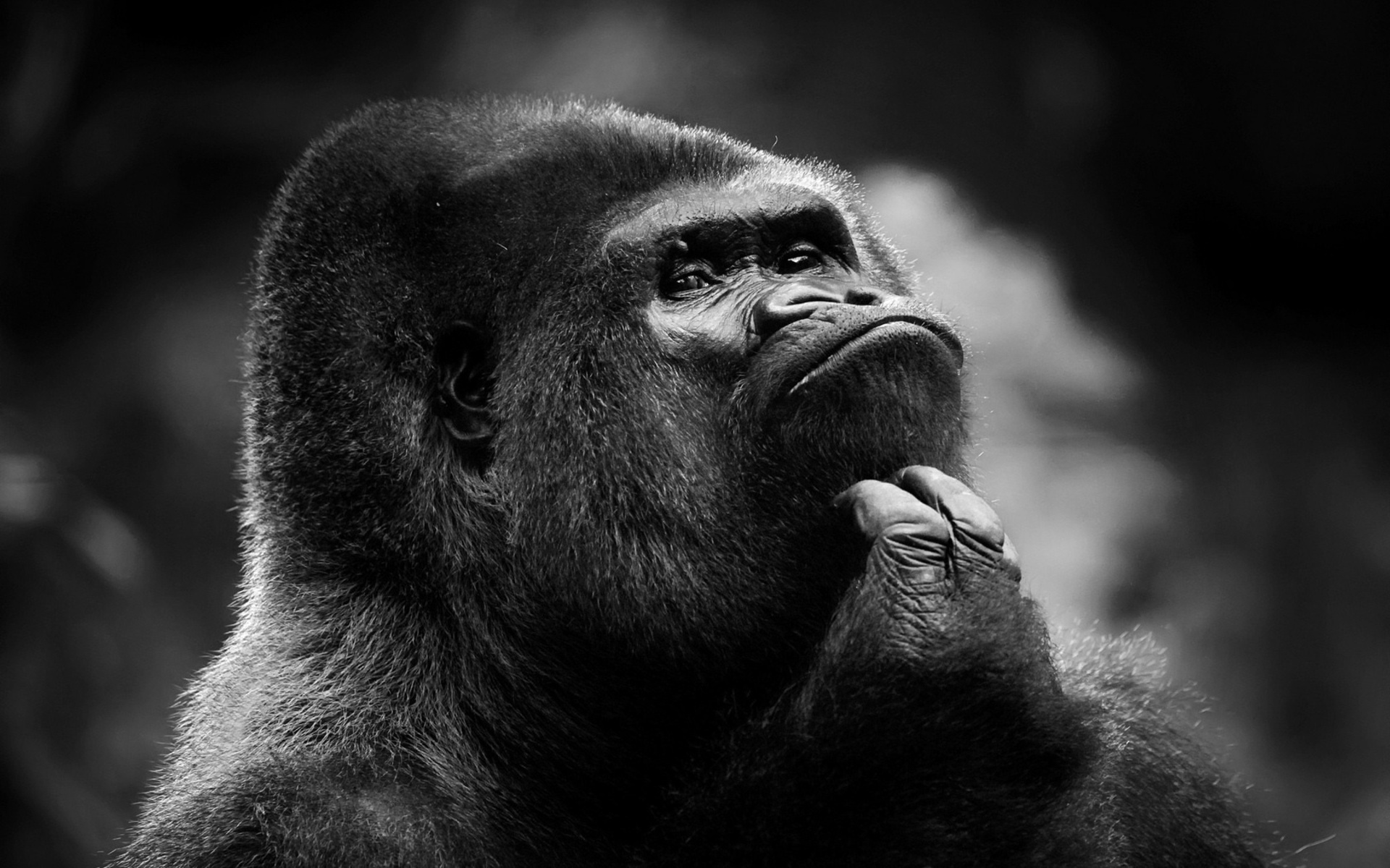 Gorilla Full HD Wallpaper and Background Image | 1920x1200 | ID:332002