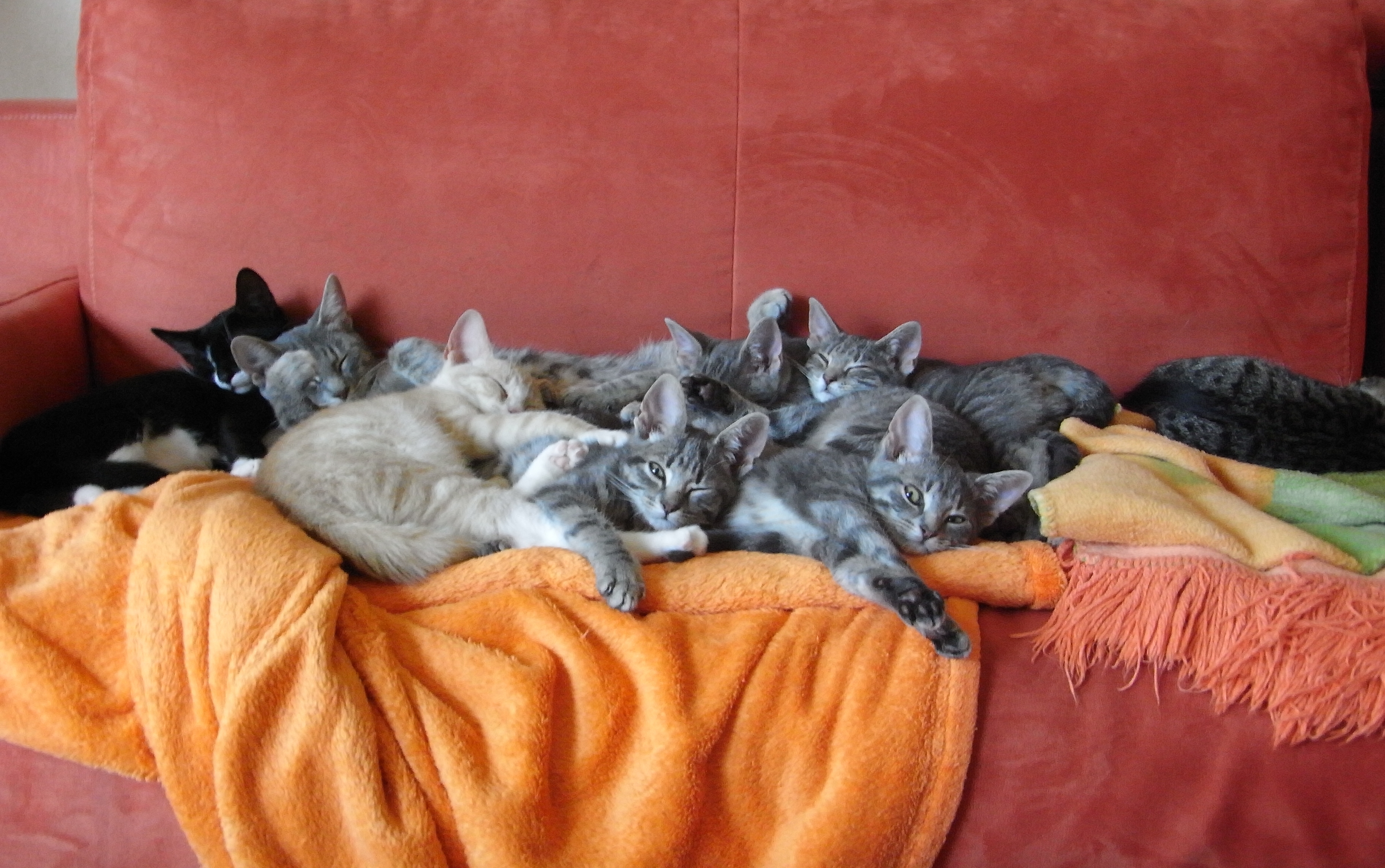 Kedi HD Duvar kağıdı Arka plan 3648x2287 ID332034 Wallpaper Abyss Kedi HD Duvar kağıdı Arka plan 3648x2287 ID332034 Wallpaper Abyss