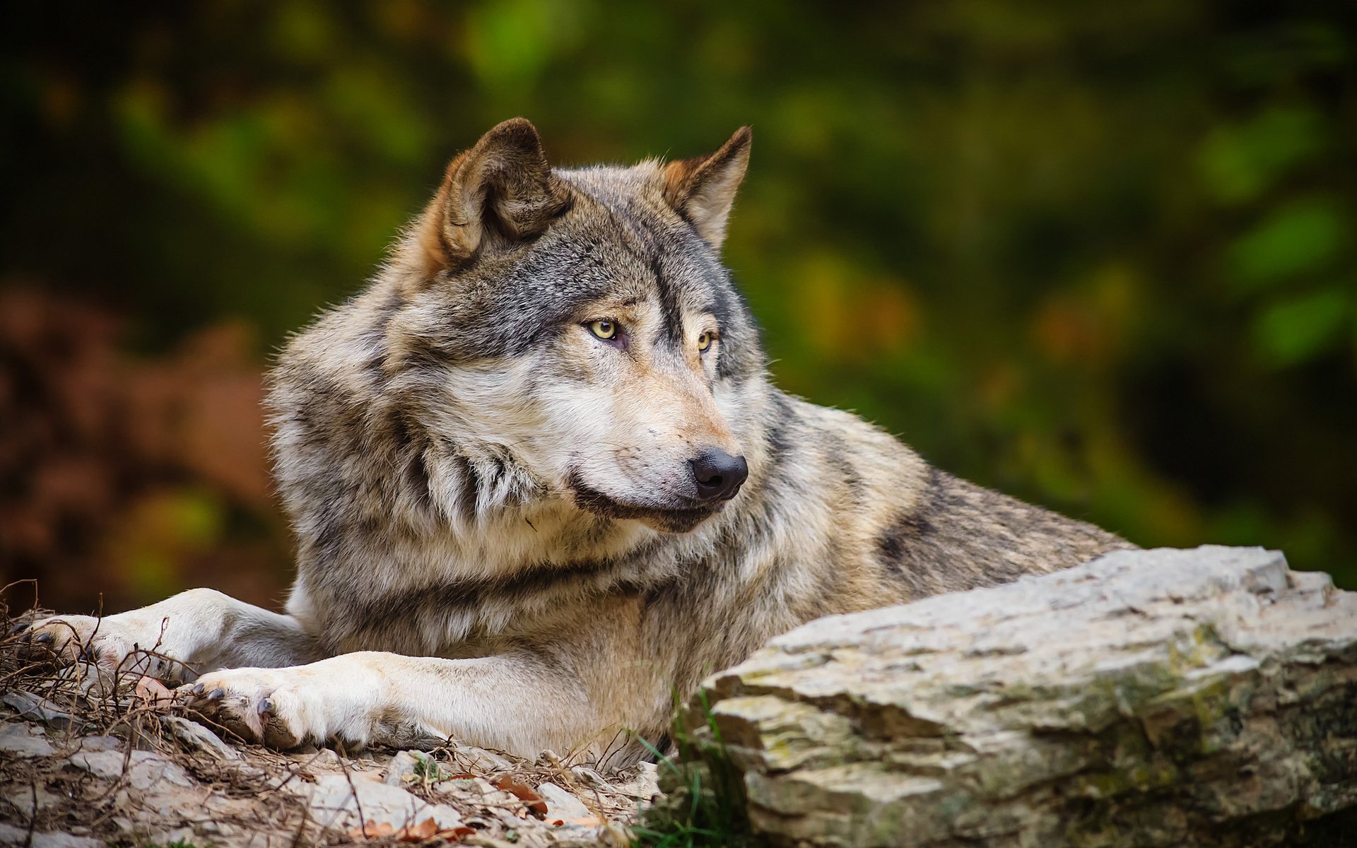 hd wallpapers wolf