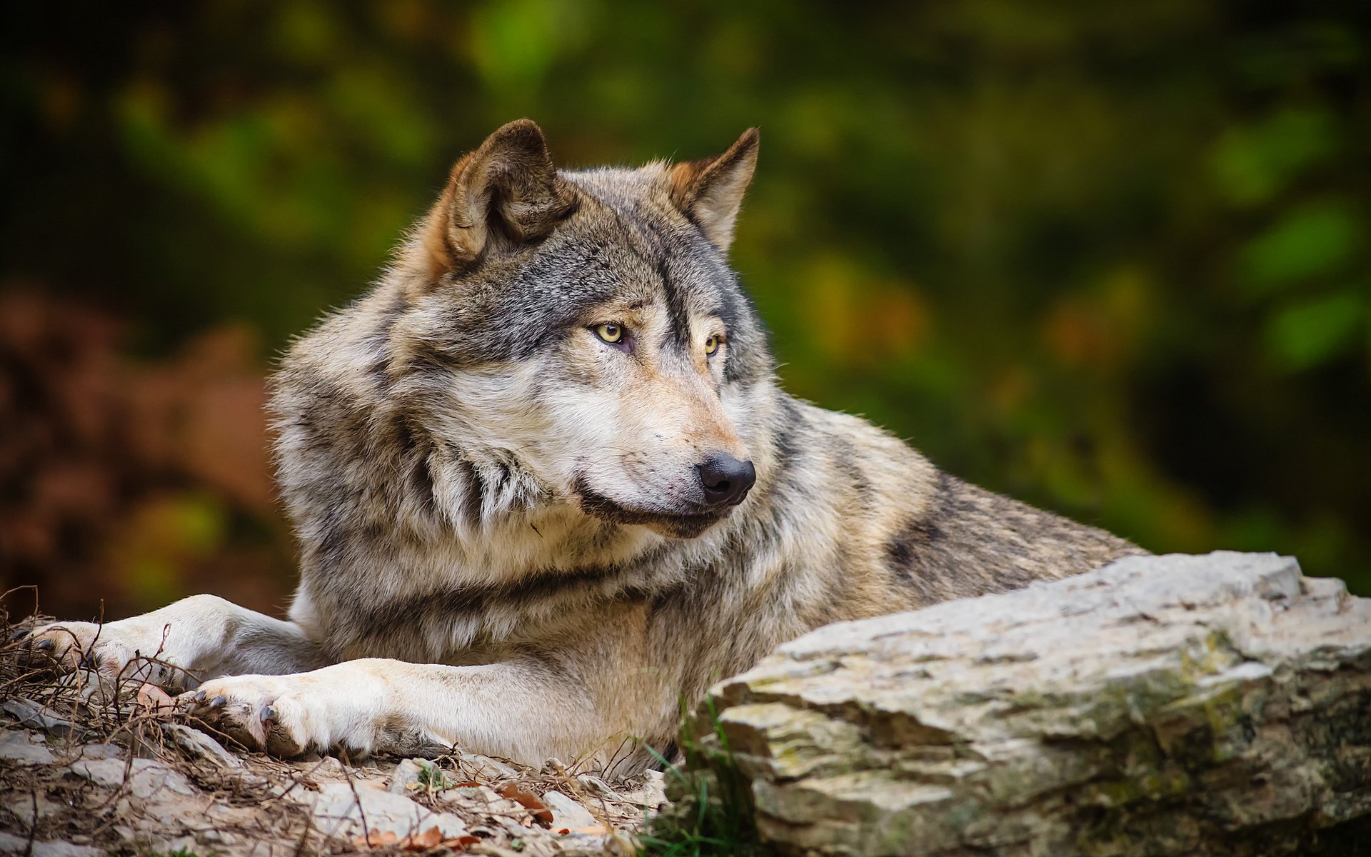 Download Animal Wolf HD Wallpaper